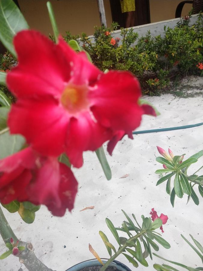 Pousada Flor Do Deserto - Mandacaru Santo Amaro do Maranhao Eksteriør billede